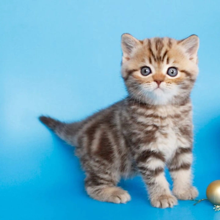 Connor British Kittens | Large selection of kittens. 