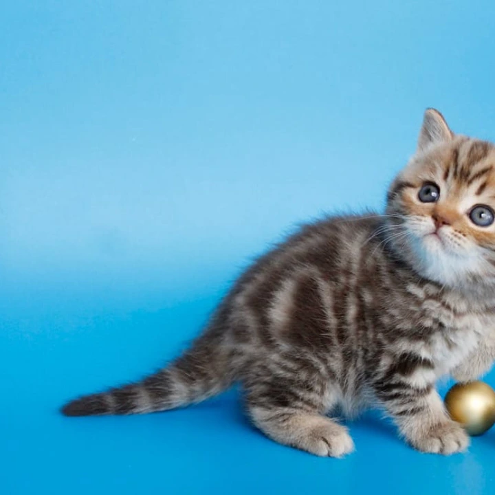 Connor British Kittens | Large selection of kittens. 