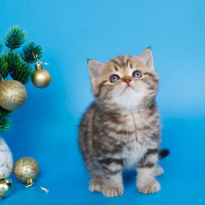 Connor British Kittens | Large selection of kittens. 