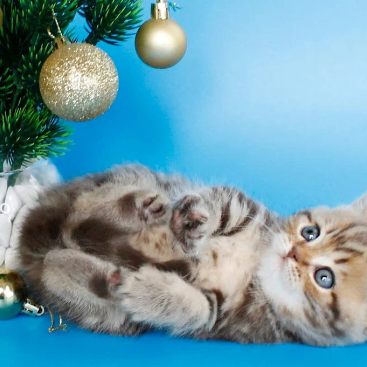 Connor British Kittens | Large selection of kittens. 