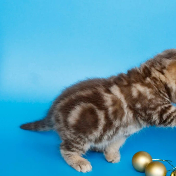 Connor British Kittens | Large selection of kittens. 