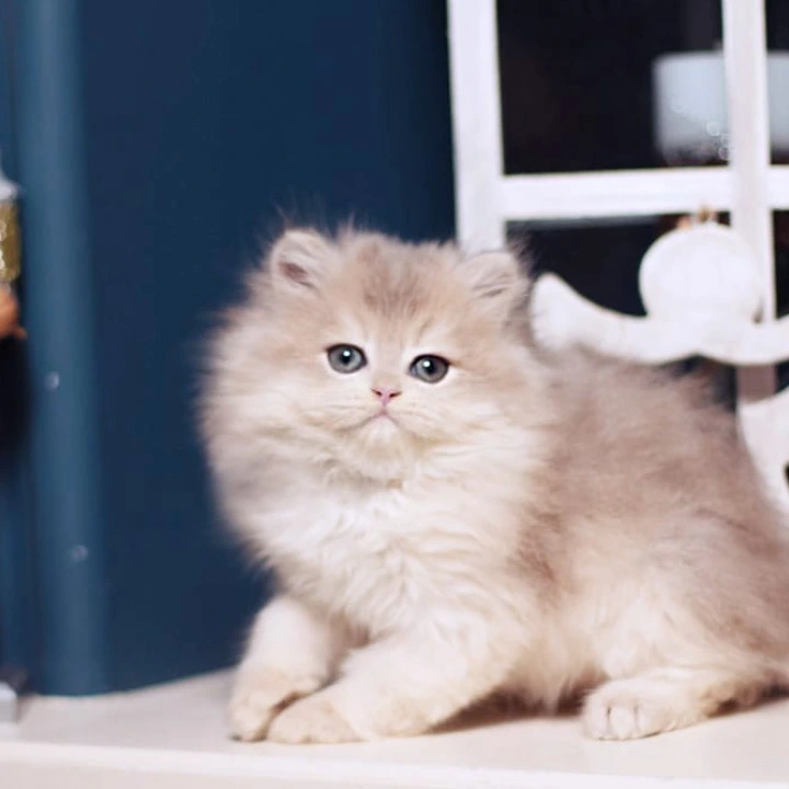Quill Longhair British Kittens | Buy a kitten. 
