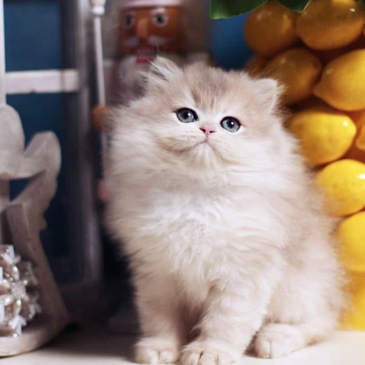 Quill Longhair British Kittens | Buy a kitten. 