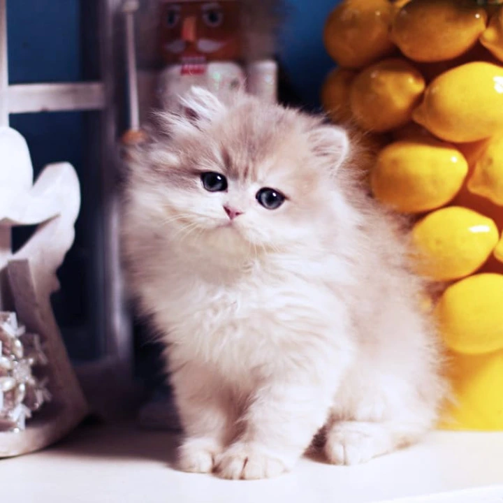 Quill Longhair British Kittens | Buy a kitten. 