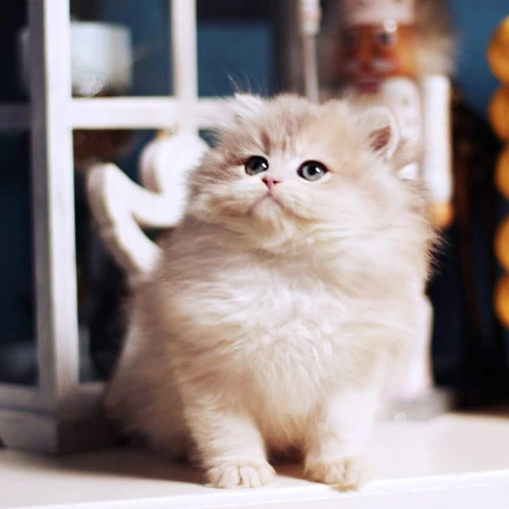 Quill Longhair British Kittens | Buy a kitten. 