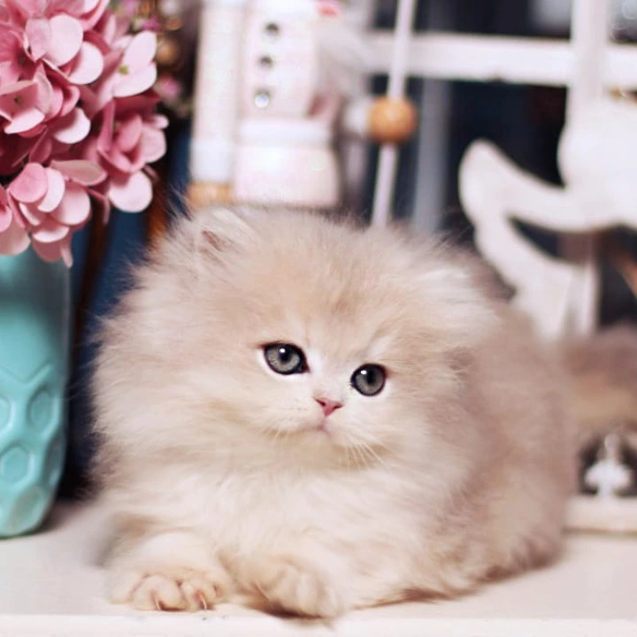 Quick Longhair British Kittens | Kittens for sale. 