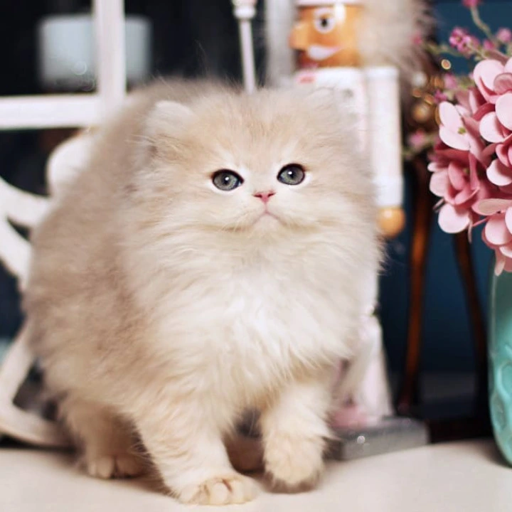 Quick Longhair British Kittens | Kittens for sale. 