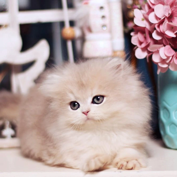 Quick Longhair British Kittens | Kittens for sale. 