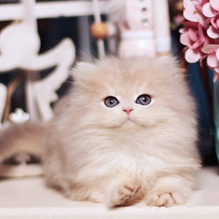 Quick Longhair British Kittens | Kittens for sale. 