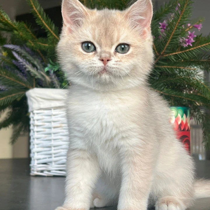 Patrik British Kittens | Buy a kitten. 