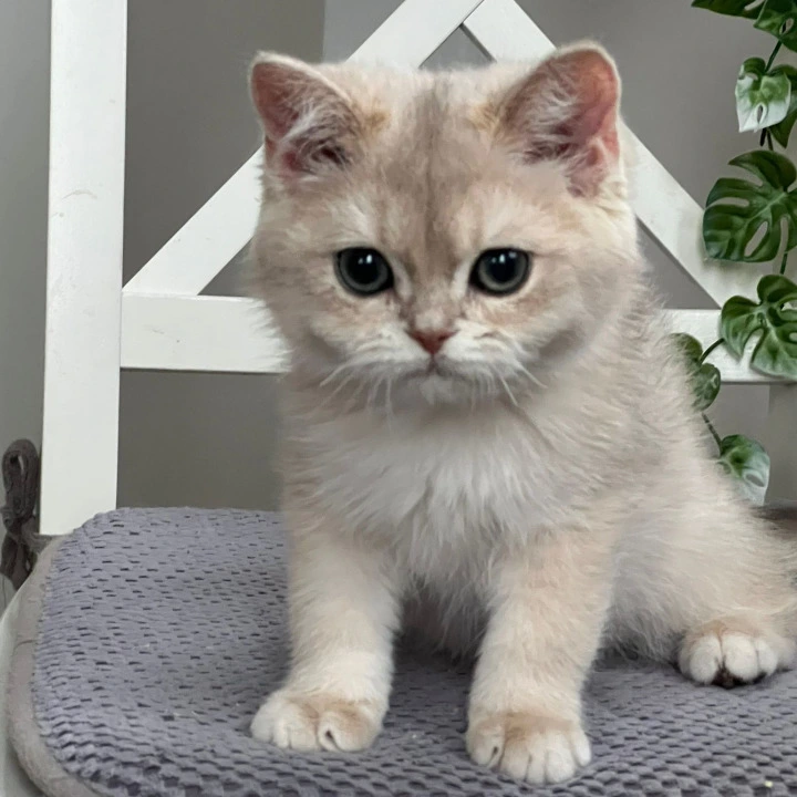 Patrik British Kittens | Buy a kitten. 