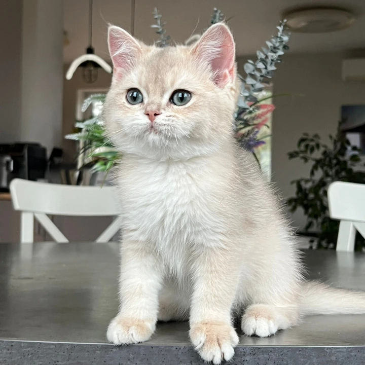 Patrik British Kittens | Buy a kitten. 