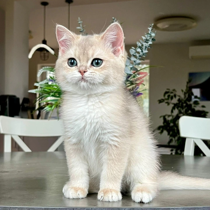 Patrik British Kittens | Buy a kitten. 