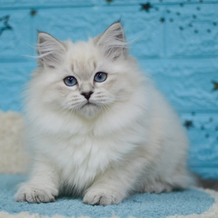 Bella Siberian Kittens | Large selection of kittens.