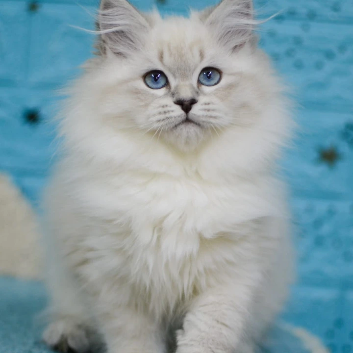 Bella Siberian Kittens | Large selection of kittens.