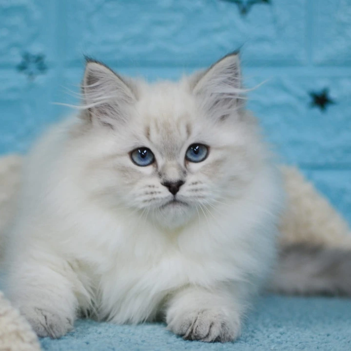 Bella Siberian Kittens | Large selection of kittens.