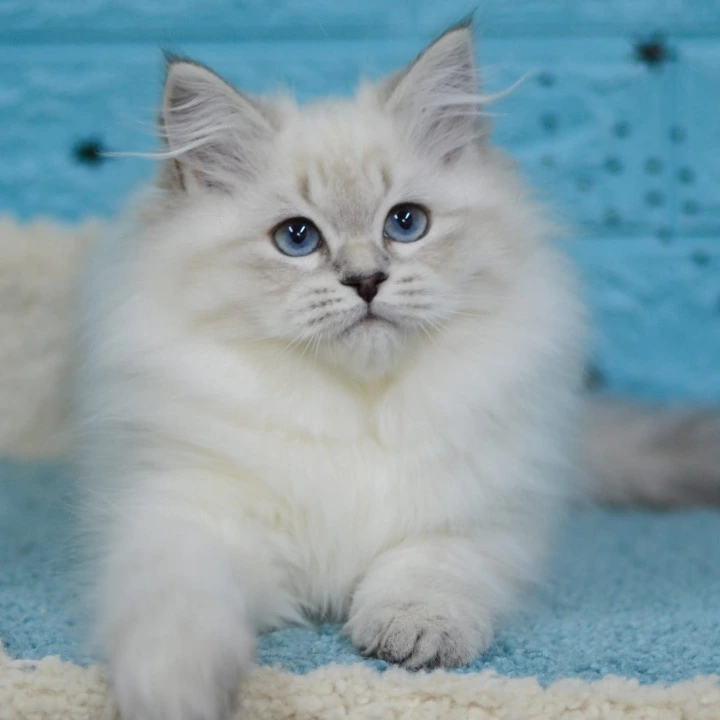 Bella Siberian Kittens | Large selection of kittens.