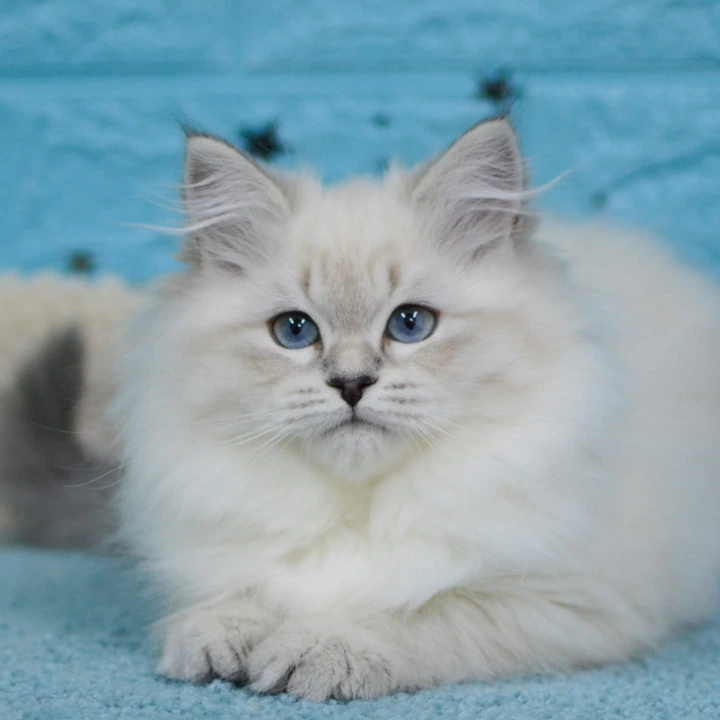 Bella Siberian Kittens | Large selection of kittens. 