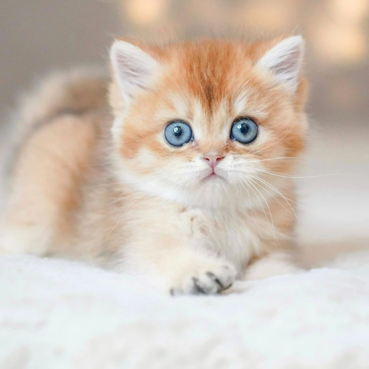 Viola British Kittens | Large selection of kittens.