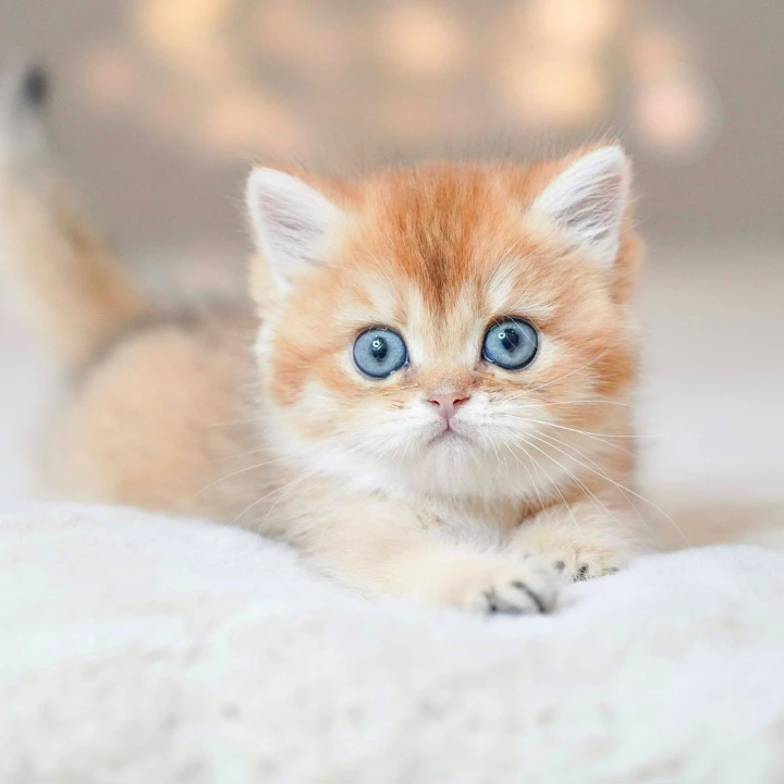 Viola British Kittens | Large selection of kittens.