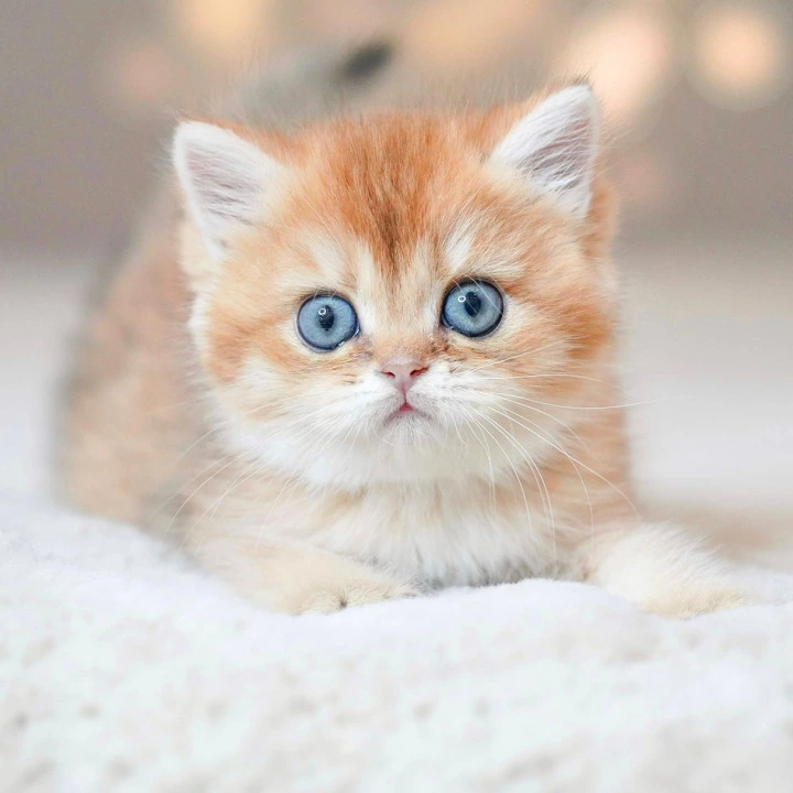 Viola British Kittens | Large selection of kittens. 