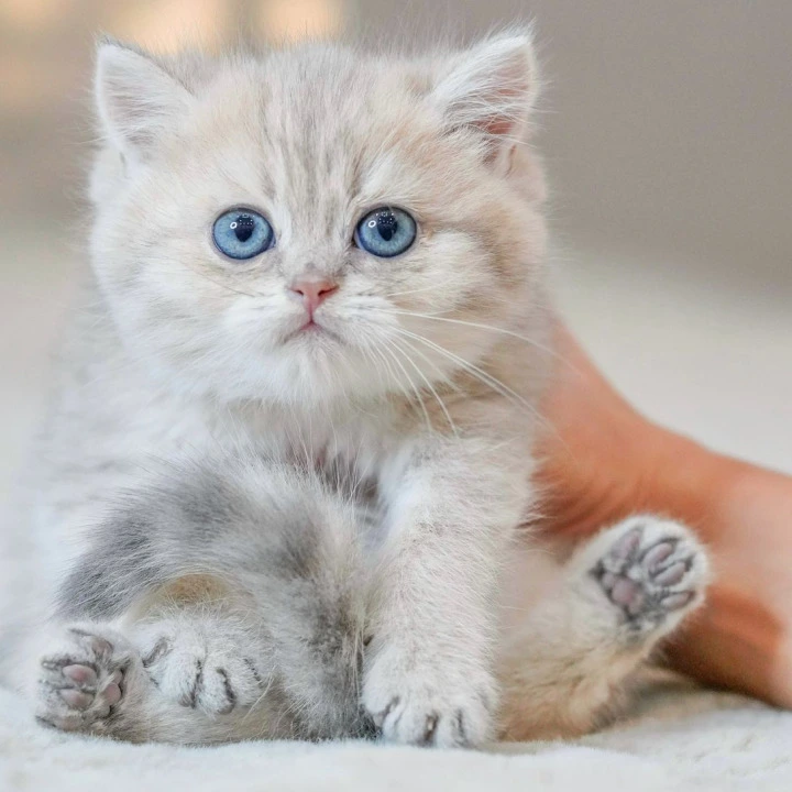 Vinny British Kittens | Kitten for sale. 