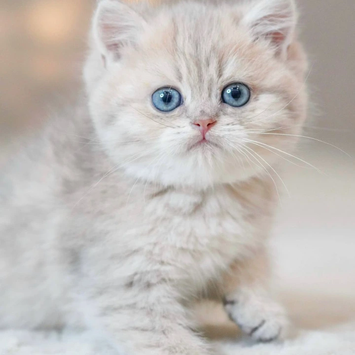 Vinny British Kittens | Kitten for sale. 