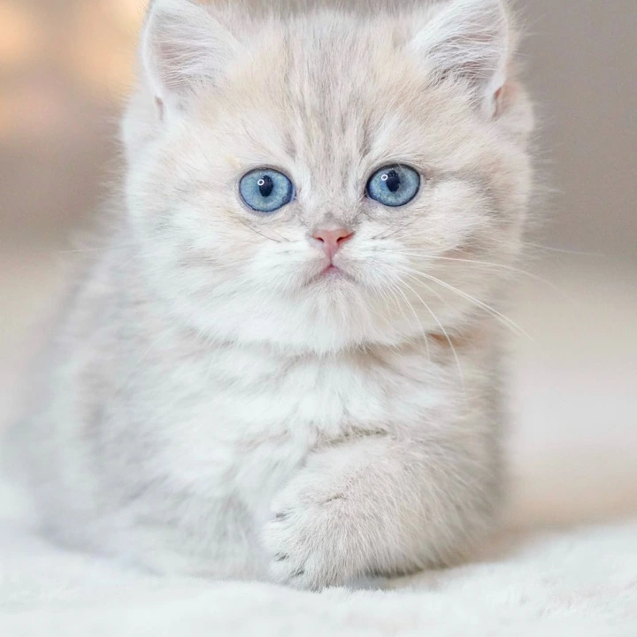 Vinny British Kittens | Kitten for sale. 