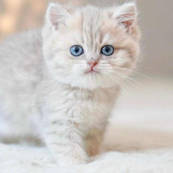 Vinny British Kittens | Kitten for sale. 