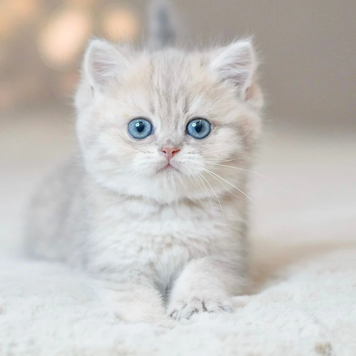 Vinny British Kittens | Kitten for sale. 