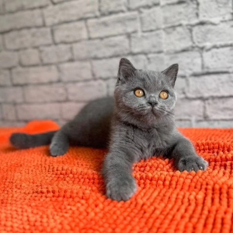 Casper - Scottish Straight/Fold  Kittens