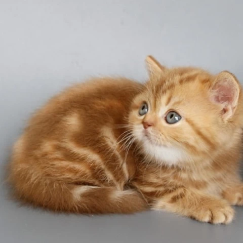 Onezhka - Scottish Straight/Fold  Kittens