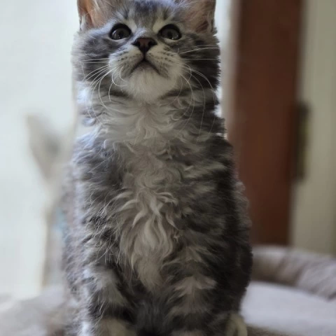  Misty - Maine Coon Kittens