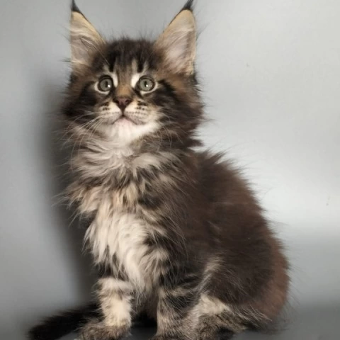 Umar - Maine Coon Kittens