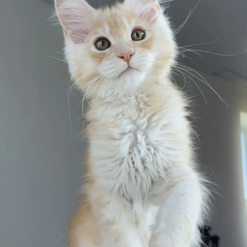 Nikki - Maine Coon Kittens