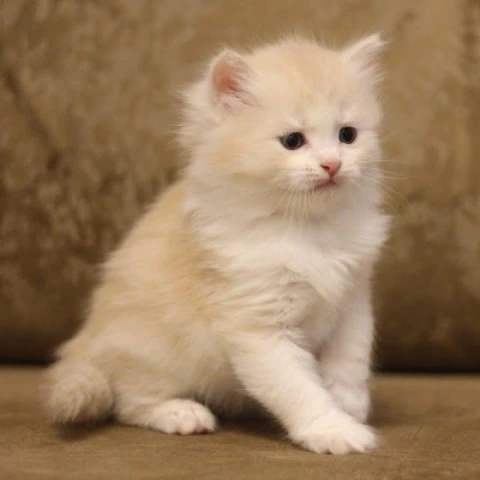 Zaur - Siberian Kittens