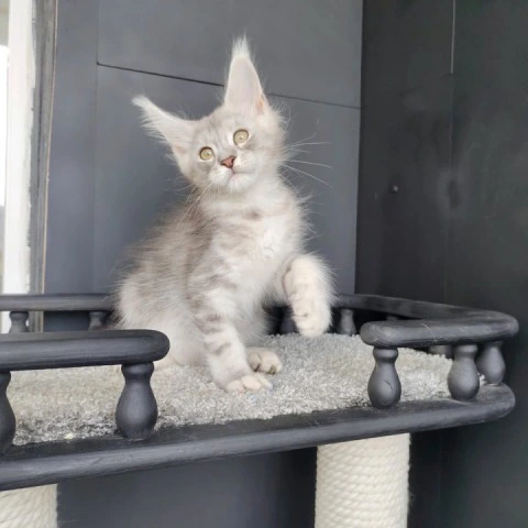 Еvans - Maine Coon Kittens