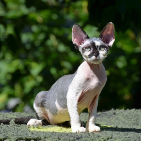 Betty - Devon Rex Kittens