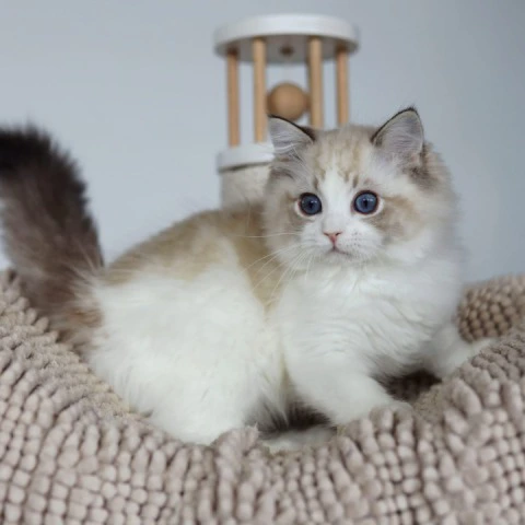 Pack - Ragdoll Kittens