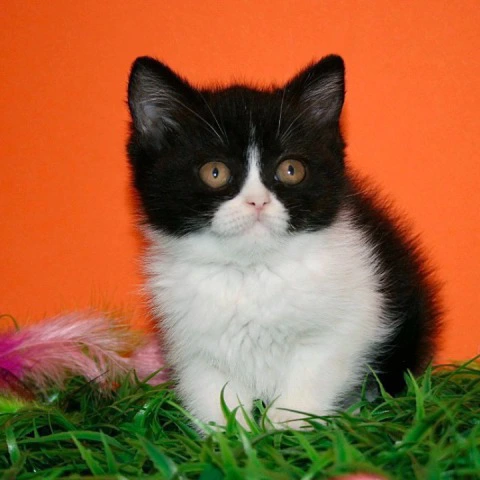 Gretel - British Shorthair Kittens