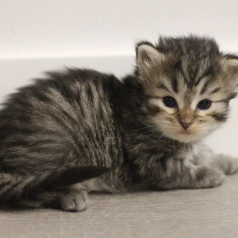 Afrodita - Siberian Kittens