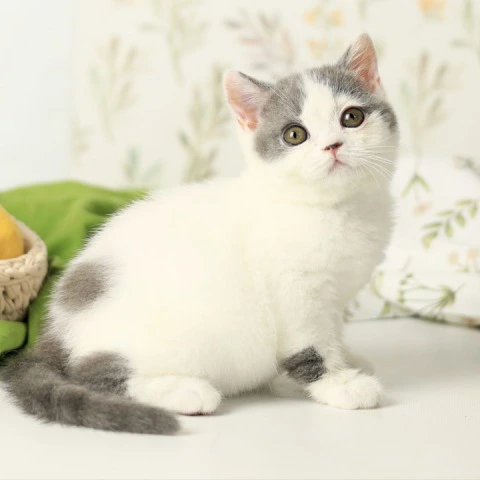 Darini - British Shorthair Kittens