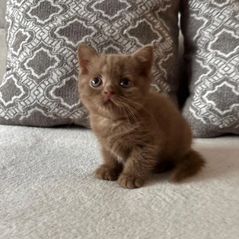 Zachar - British Shorthair Kittens