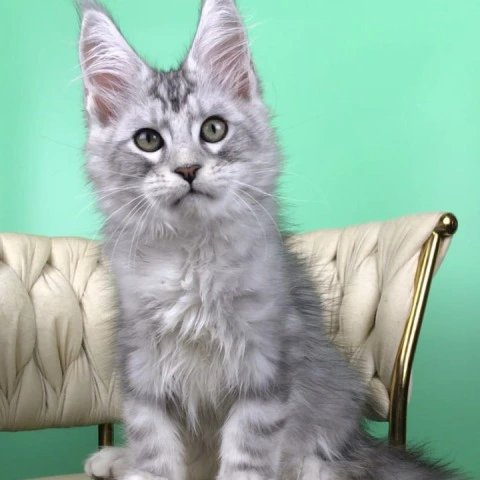 Opal - Maine Coon Kittens