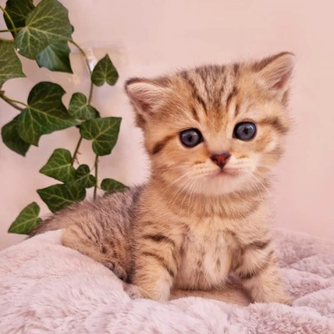 Chappy - British Shorthair Kittens
