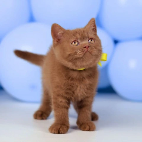 Yasmine - British Shorthair Kittens