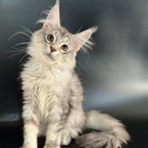 Harley - Maine Coon Kittens