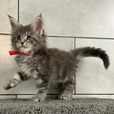 Helsinki - Maine Coon Kittens