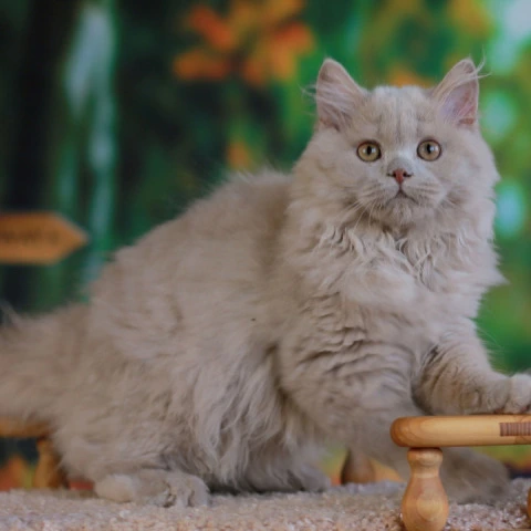 Timaty Longhair - British Shorthair Kittens