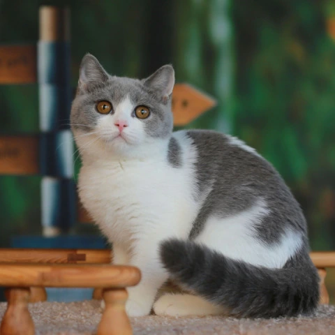 Umochka - British Shorthair Kittens